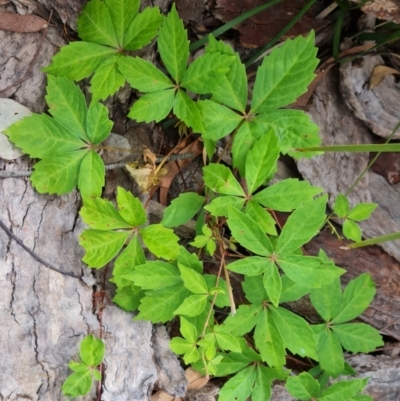 Parthenocissus quinquefolia