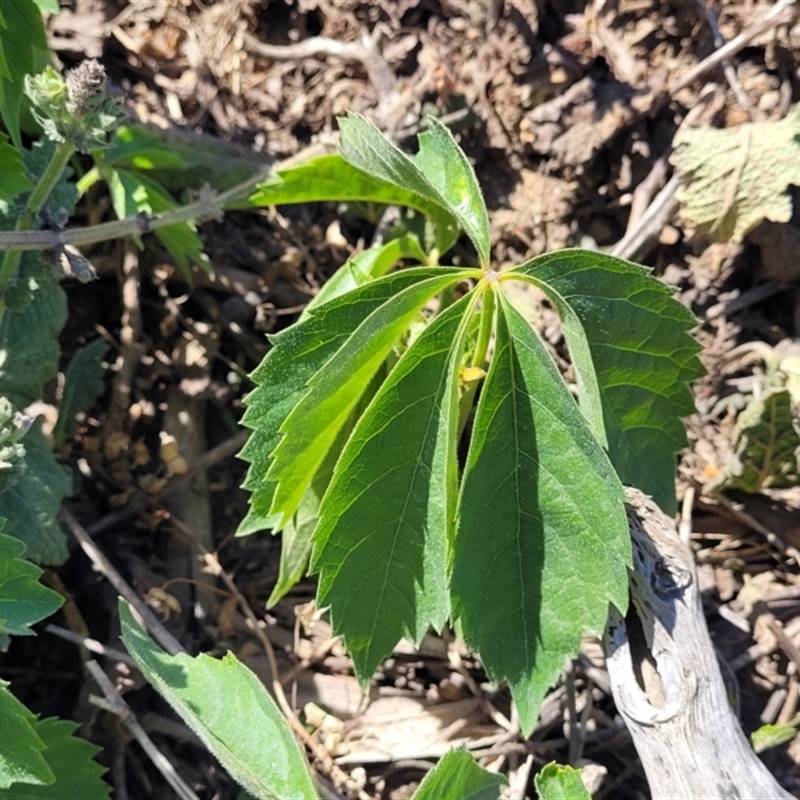 Parthenocissus quinquefolia