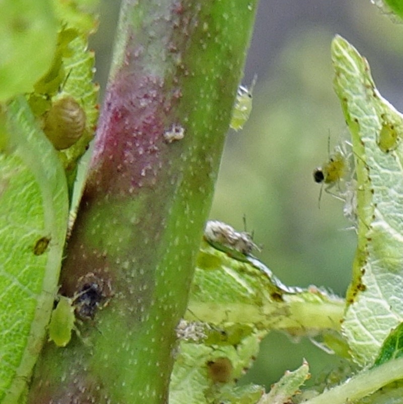 Brachycaudus (Brachycaudus) helichrysi