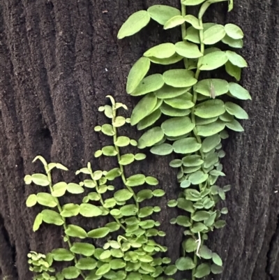 Pothos longipes