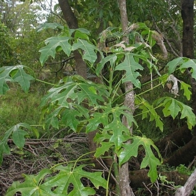 Brachychiton acerifolius