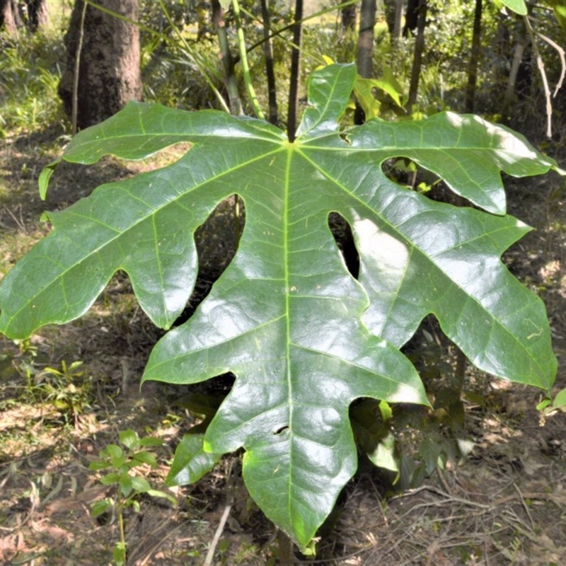 Brachychiton acerifolius