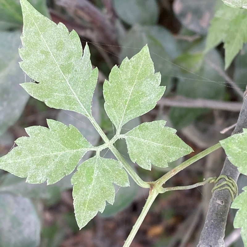 Causonis clematidea