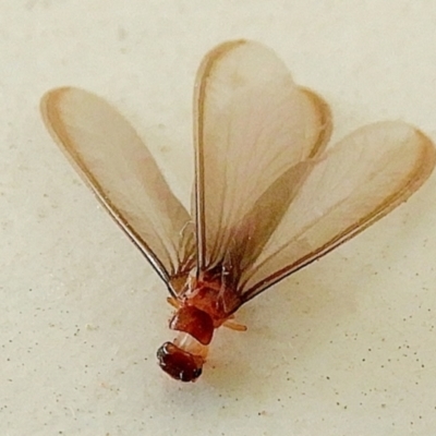 Neotermes sp. (genus)