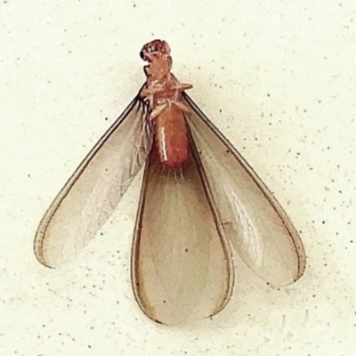 Neotermes sp. (genus)