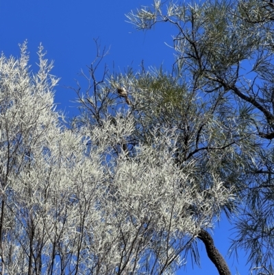 Grevillea striata