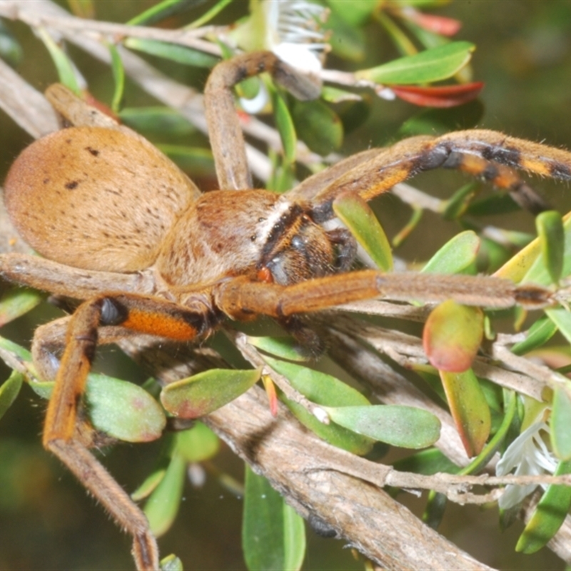 Neosparassus patellatus