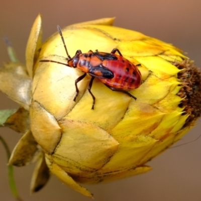 Pyrrhocoridae (family)