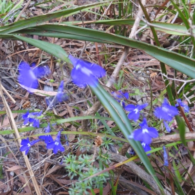 Lobelia sp.