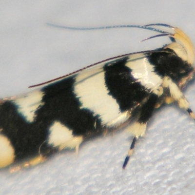 Macrobathra melanomitra