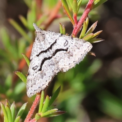 Dichromodes mesogonia