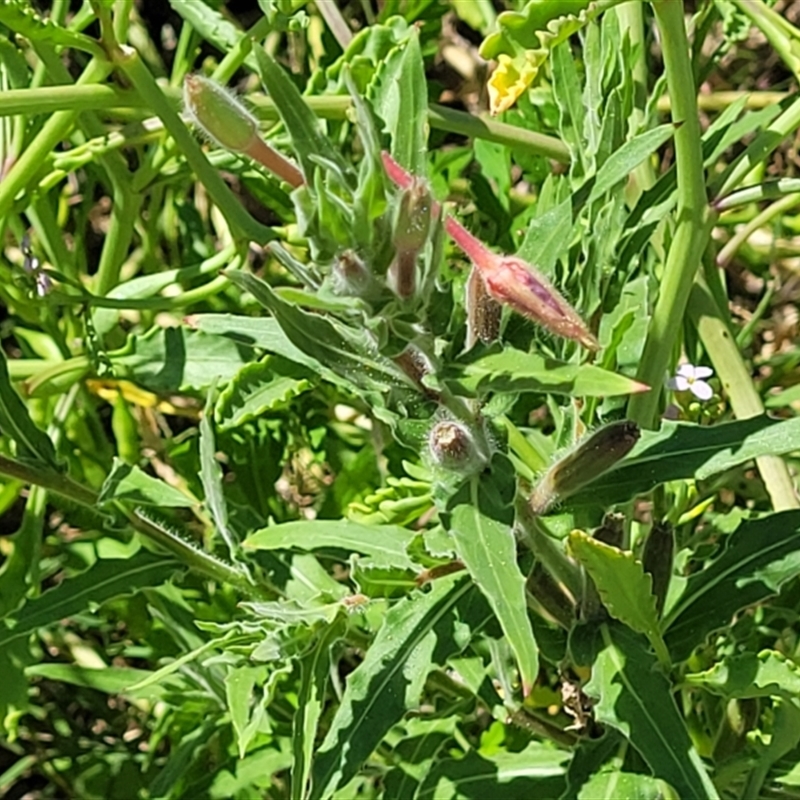 Oenothera sp.