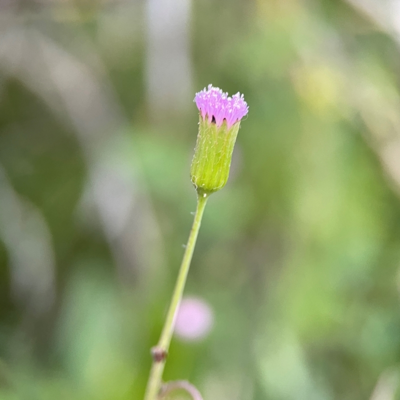 Emilia sonchifolia