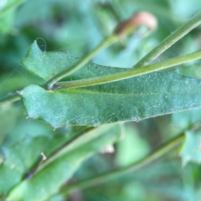 Emilia sonchifolia