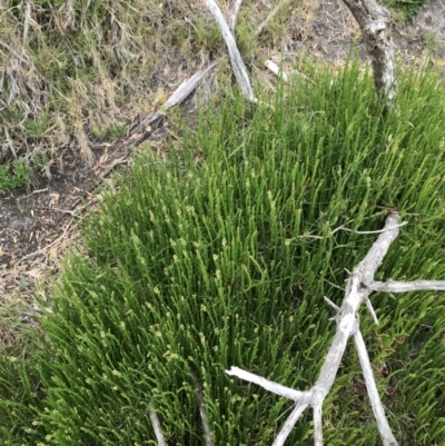 Salicornia quinqueflora