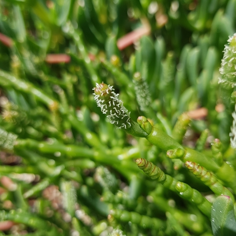 Salicornia quinqueflora