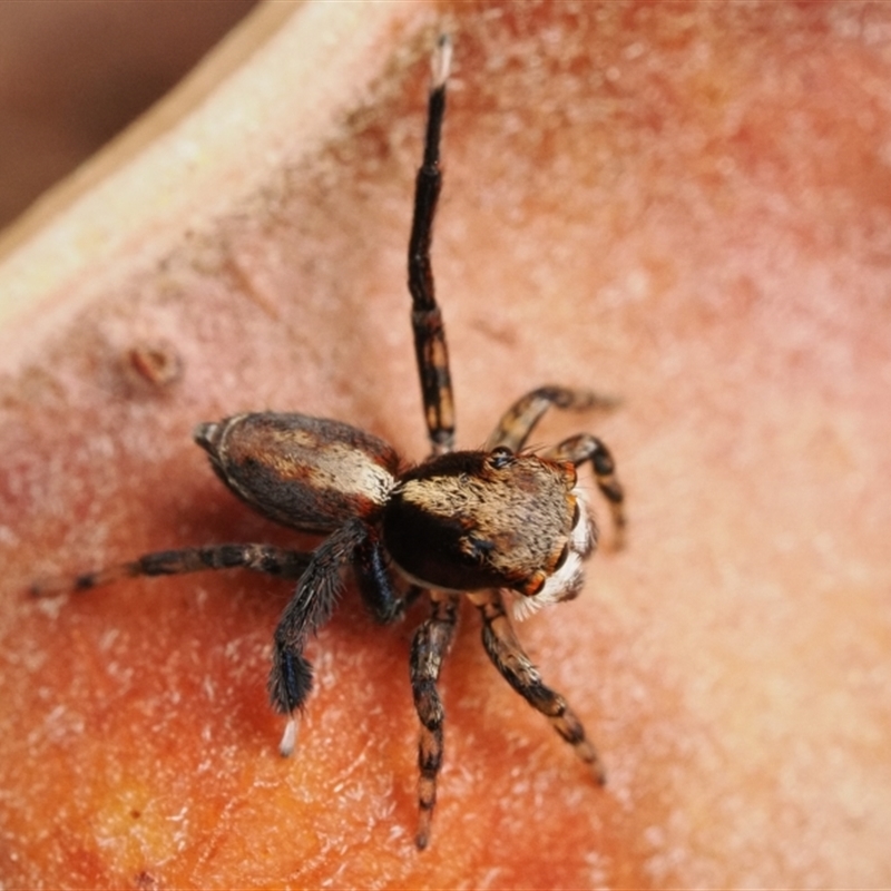 Maratus watagansi