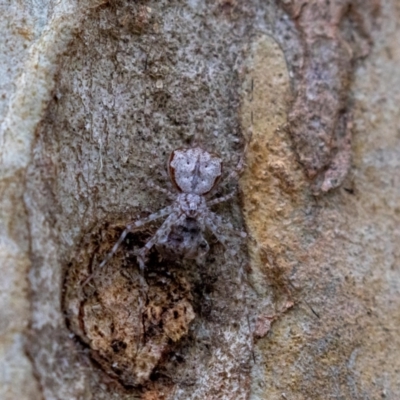 Tamopsis eucalypti