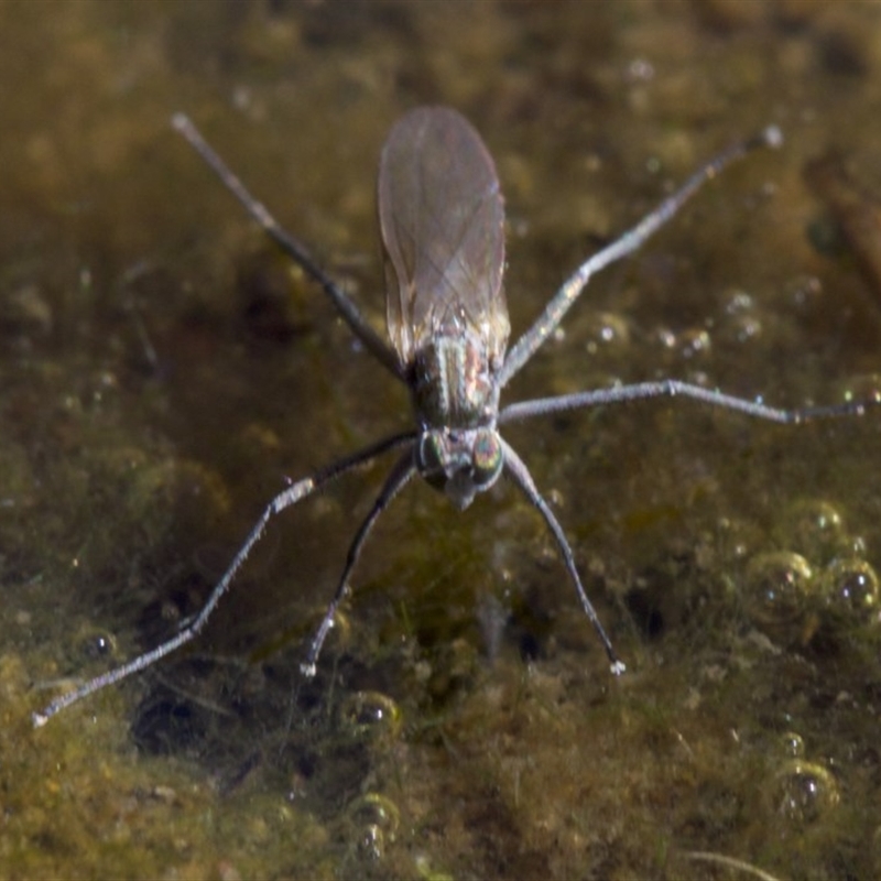 Brachydeutera sydneyensis