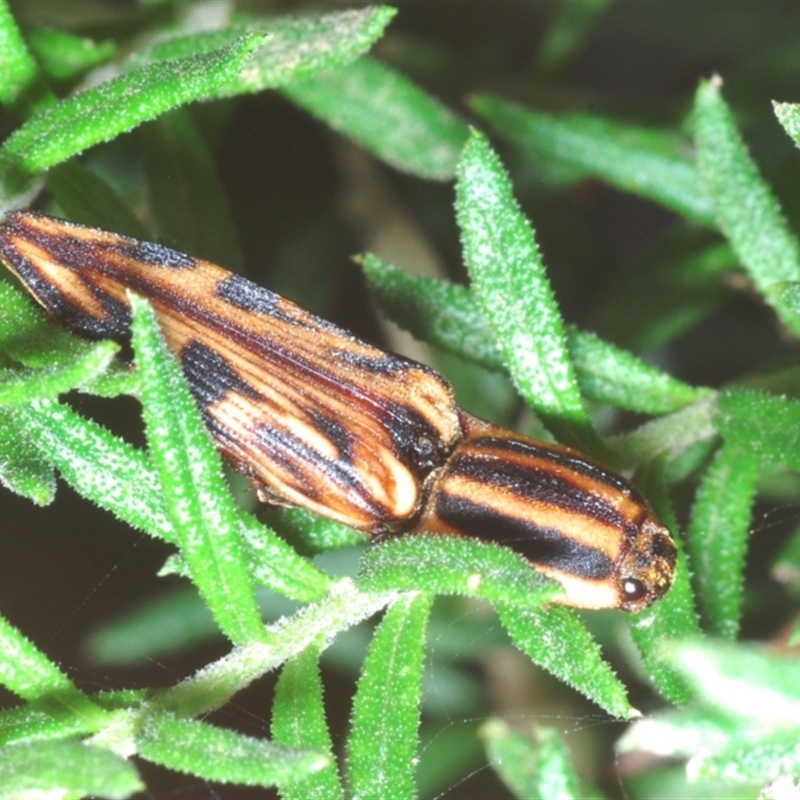 Ophidius histrio