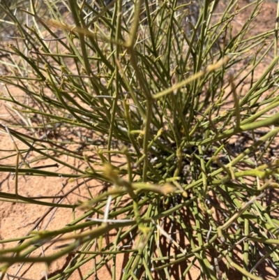 Cynanchum viminale subsp. australe