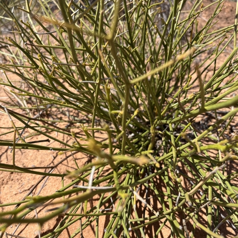 Cynanchum viminale subsp. australe