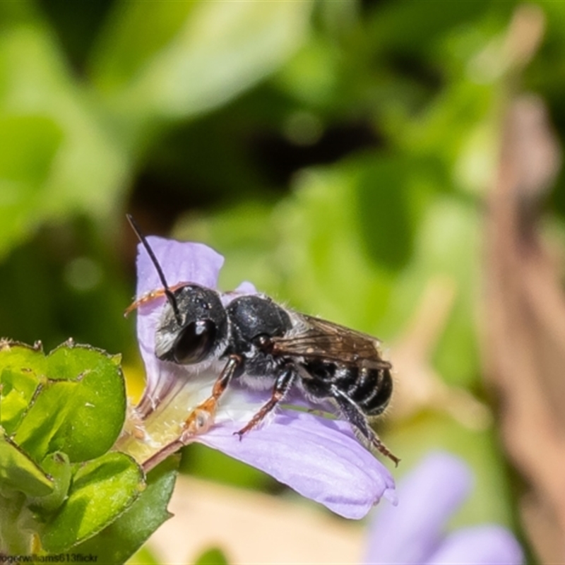 Megachile ordinaria