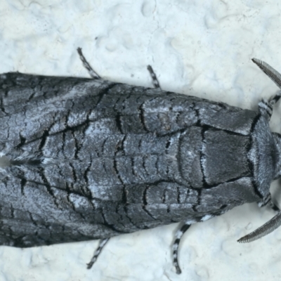 Culama australis