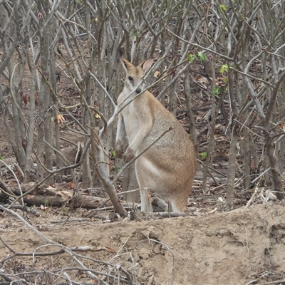 Macropus agilis