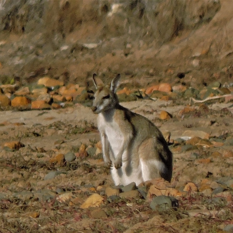 Macropus agilis