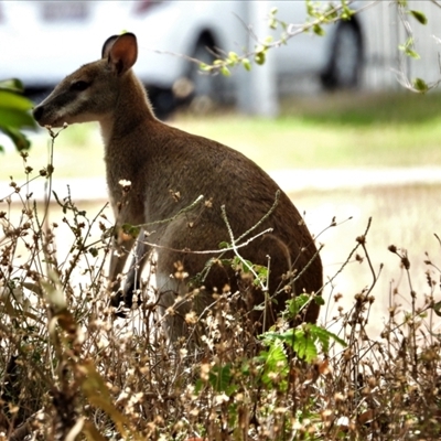 Macropus agilis