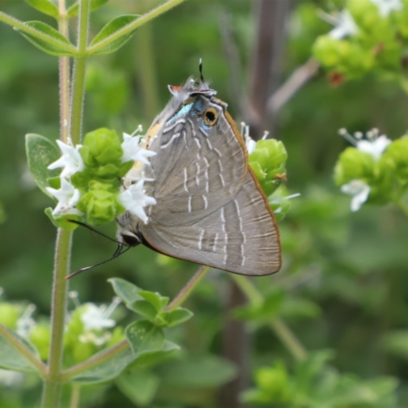 Deudorix diovis