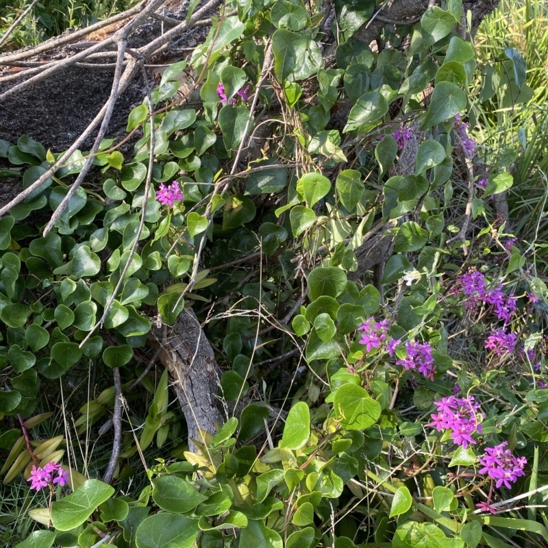 Epidendrum sp.