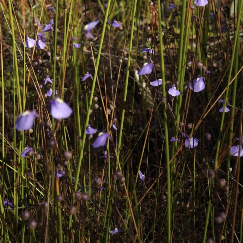 Utricularia sp.