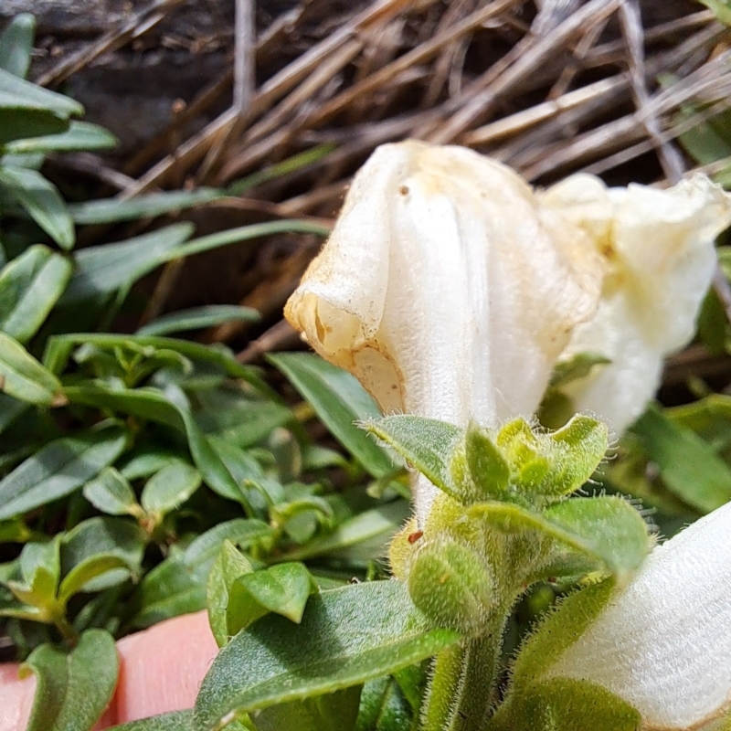 Antirrhinum majus