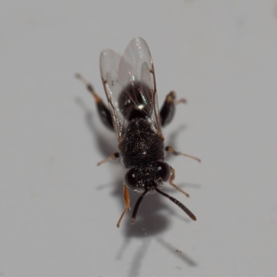 Brachymeria sp. (genus)