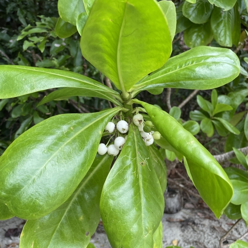 Scaevola taccada