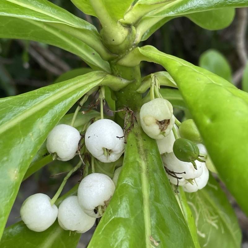 Scaevola taccada