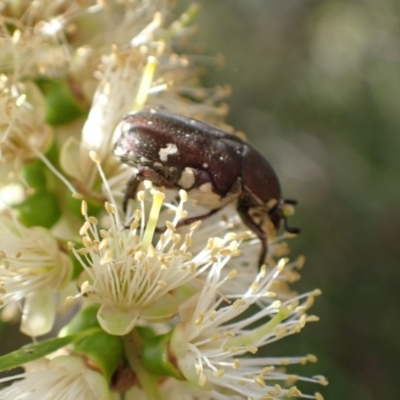 Glycyphana stolata