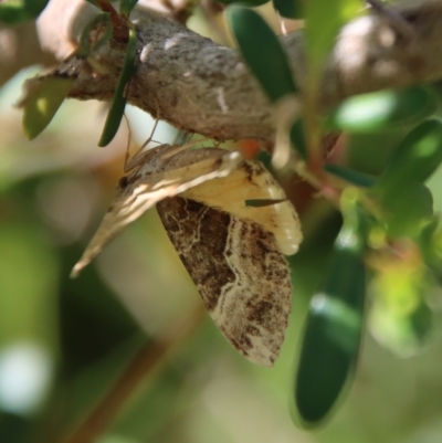 Underwing
