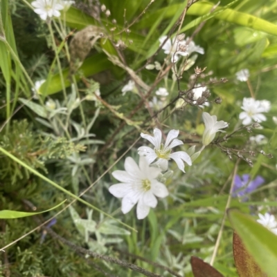 Cerastium tomentosum