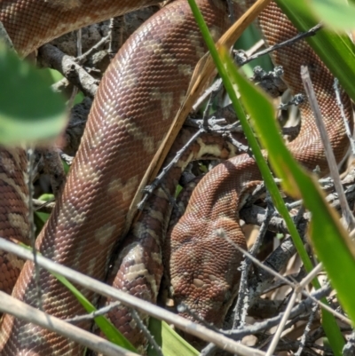 Morelia bredli