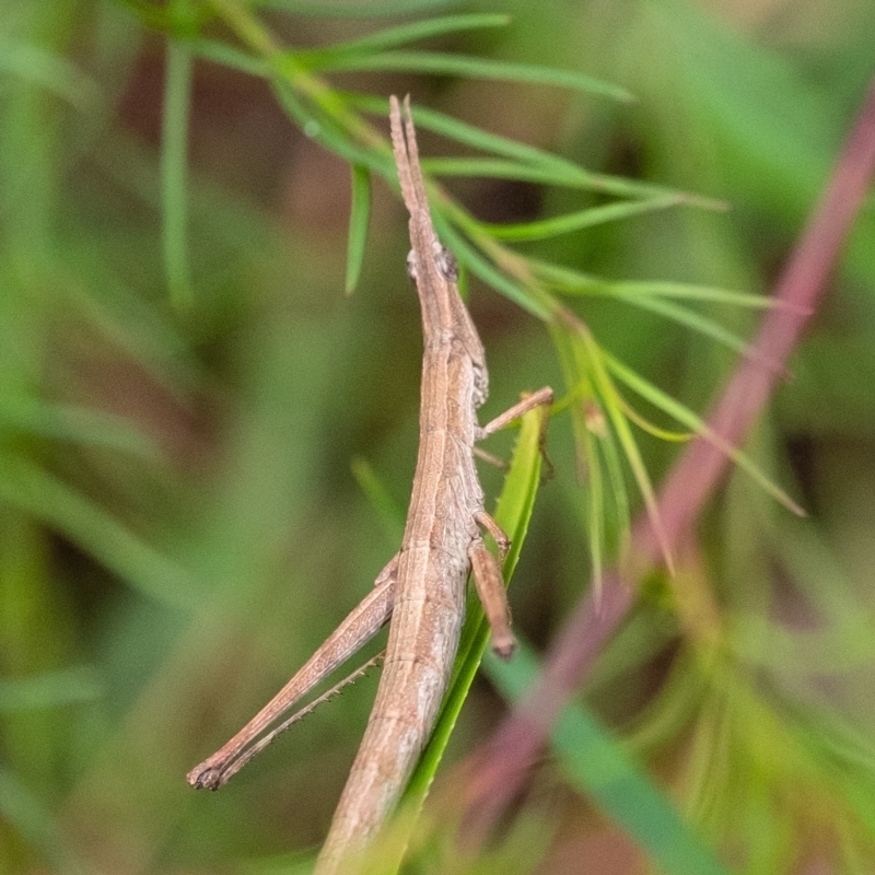 Keyacris sp. (genus)