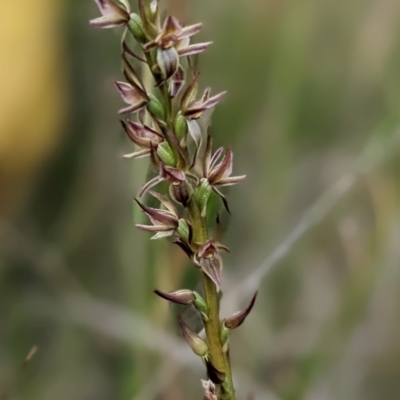 Prasophyllum bagoense