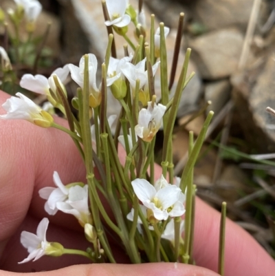 Cardamine robusta