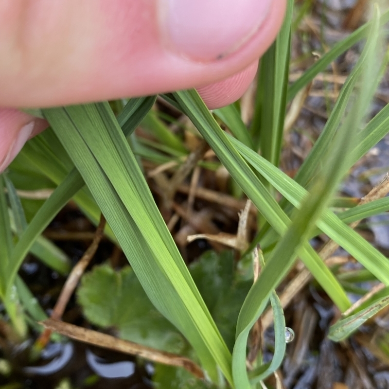 Carex hypandra