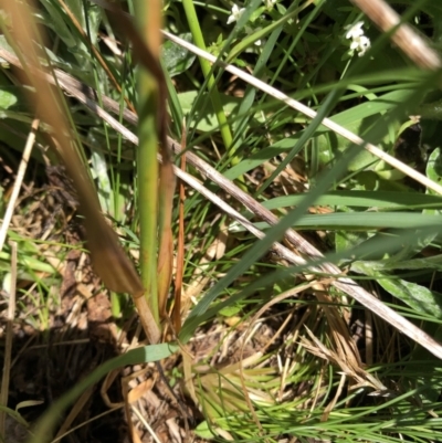 Trisetum spicatum subsp. australiense