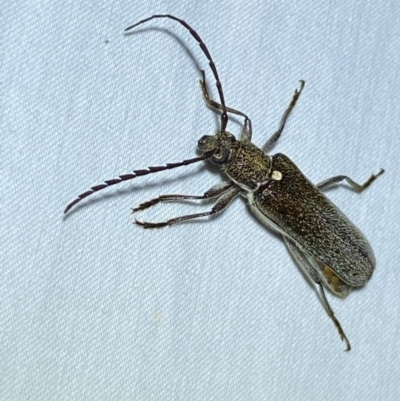 Piesarthrius laminosus