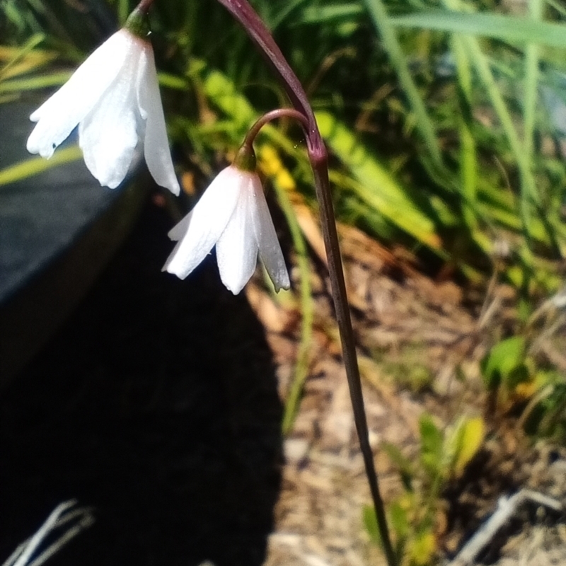 Acis autumnalis