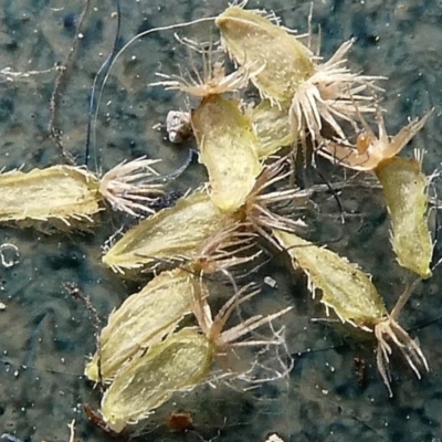 Brachyscome ciliaris var. ciliaris